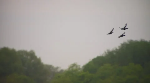 Birds flying in the sky Stock Footage 57815618