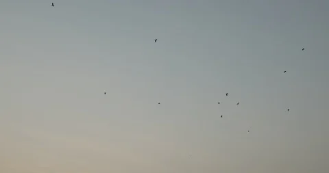 Birds flying in sky Stock Footage 86561676