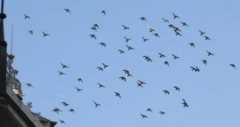 Birds flying in sky Stock Footage 95171502