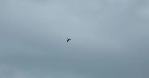 Birds flying in sky Stock Footage 97935023
