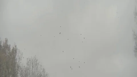 BIRDS FLYING IN THE SKY 스톡 동영상 99460127