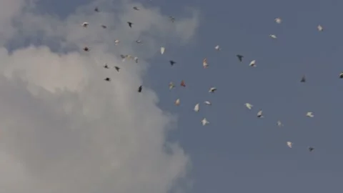 Birds flying in the sky Stock Footage 166833997