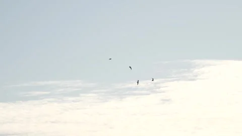 Birds Flying in the Sky Stock Footage 262216930