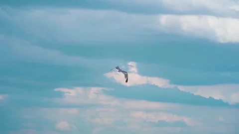 Birds flying in the sky Stock-Footage 274415212