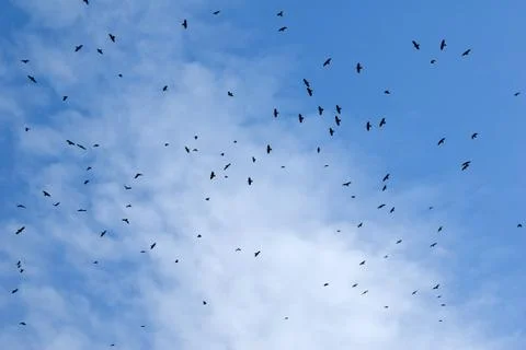 Birds flying in the sky. Stock Photos