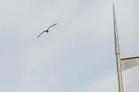 Birds flying in the sky Stock Photos