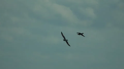 Birds flying sky, seagulls gracefully soaring across a serene cloudy horizon Stock Footage 315679677