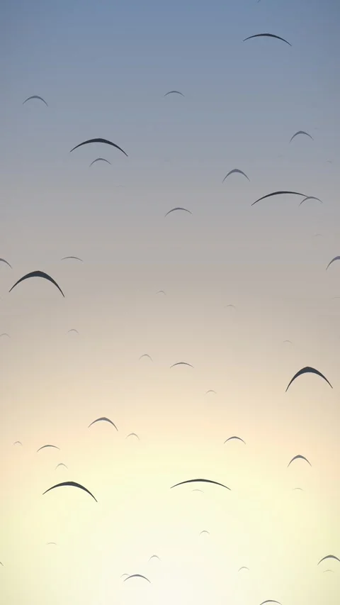 Birds flying in the sky at sunset. 2d animation Stock Footage 344092265