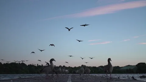 Birds flying in slow motion during twilight Stock Footage 86526083