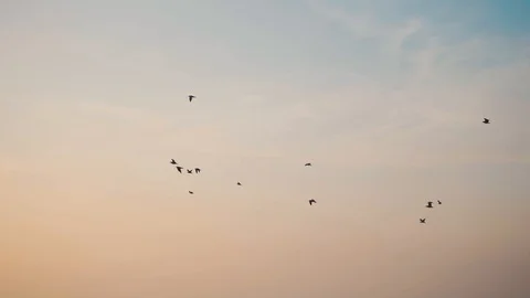 Birds flying in slow motion during sunset Stock Footage
