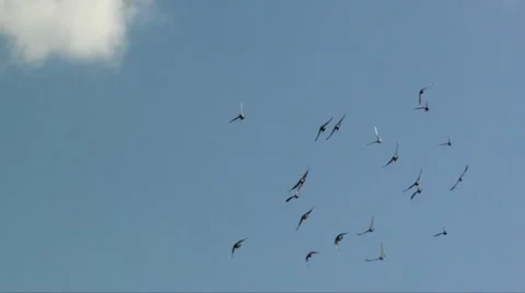 BIRDS FLYING SLOW MOTION Stock Footage 10955867