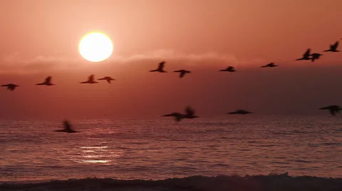 Birds flying in slow motion at sunset over the sea Stock Footage 64694849