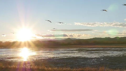 Birds flying in slow motion at sunset Stock Footage 102293595