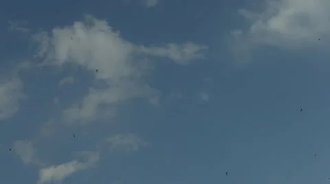 Birds Flying with Soft Clouds Stock-Footage 53202915