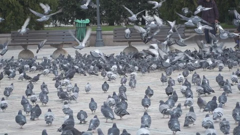 Birds flying in the square Stock-Footage 101108777