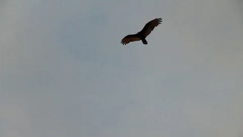 Birds flying, sunny yet cloudy day Stock Footage 109171519