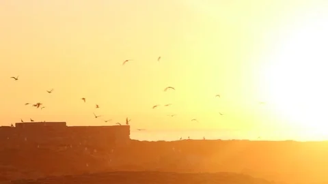 Birds flying  sunrise Stock Footage
