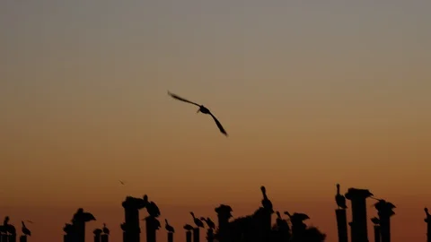 Birds flying at Sunset on beach 스톡 동영상 88797799