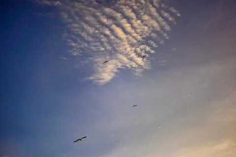 Birds flying at sunset with dramatic mackerel sky clouds Stock Photos