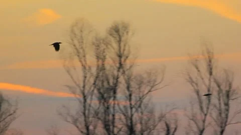 Birds flying in sunset Stock Footage 8761565