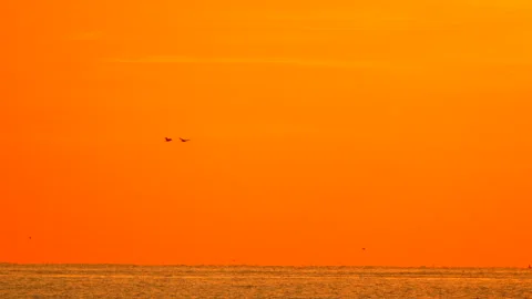 Birds flying sunset over ocean, two silhouetted birds soaring across vibrant Stock Footage 316470474