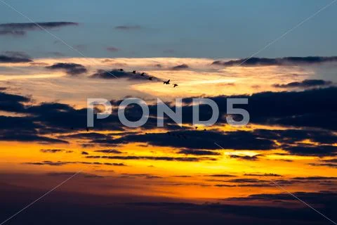 Birds flying in sunset Stock Photos