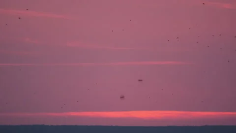 Birds flying by sunset sky background Stock Footage 160267817