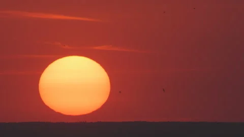 Birds flying by sunset sky background Stock Footage 160269055