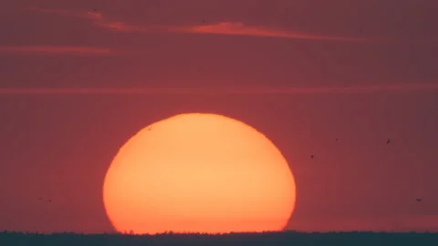 Birds flying by sunset sky background Stock Footage 160269223