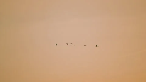 Birds flying on sunset sky background, slow motion video of bird flock animals Stock Footage 247727345