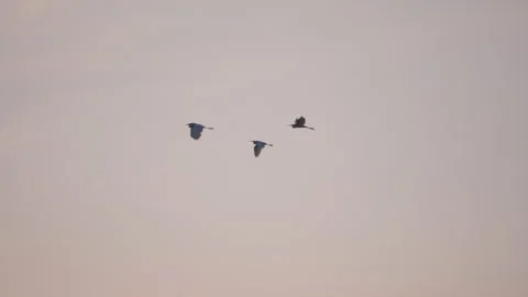 Birds flying on sunset sky background, slow motion video of bird flock animals Stock Footage 247727347