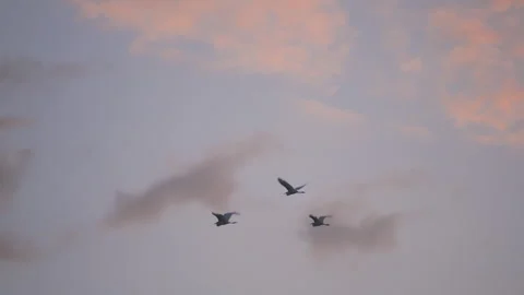 Birds flying on sunset sky background, slow motion video of bird flock animals Stock Footage 247727989