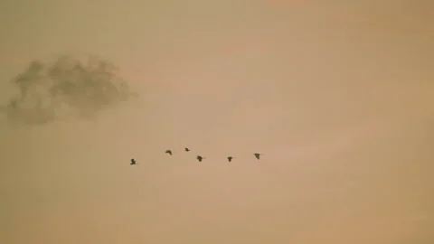 Birds flying on sunset sky background, slow motion video of bird flock animals Stock Footage 247728045