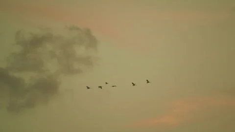 Birds flying on sunset sky background, slow motion video of bird flock animals Stock Footage 247730045