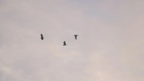 Birds flying on sunset sky background, slow motion video of bird flock animals Stock Footage 247730046