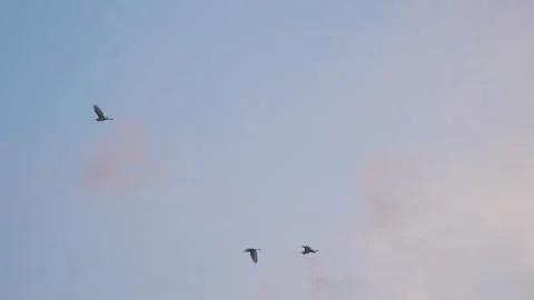 Birds flying on sunset sky background, slow motion video of bird flock animals Stock Footage 247730623