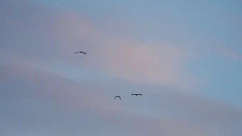 Birds flying on sunset sky background, slow motion video of bird flock animals Stock Footage 247730624