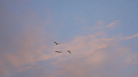 Birds flying on sunset sky background, slow motion video of bird flock animals Stock Footage 247743485