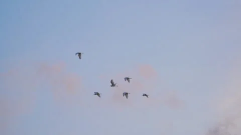 Birds flying on sunset sky background, slow motion video of bird flock animals Stock Footage 247743659