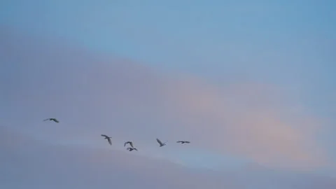 Birds flying on sunset sky background, slow motion video of bird flock animals Stock Footage 247743662