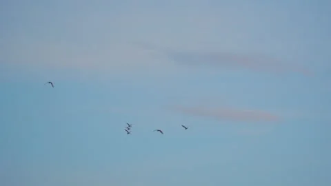 Birds flying on sunset sky background, slow motion video of bird flock animals Stock Footage 247743663