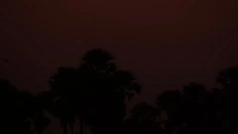 Birds flying sunset sky Stock Footage 263985247