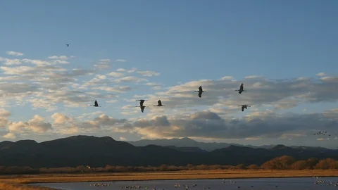 Birds flying at sunset in slow motion Stock Footage 102293044