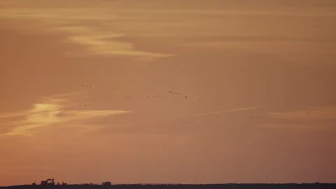 Birds flying into the sunset in slow motion with orange pink sky Stock Footage 285665804