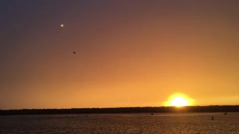Birds flying at sunset. wave crash Stock Footage 303796643