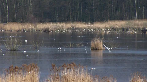 Birds flying in swamp Stock Footage 39235645