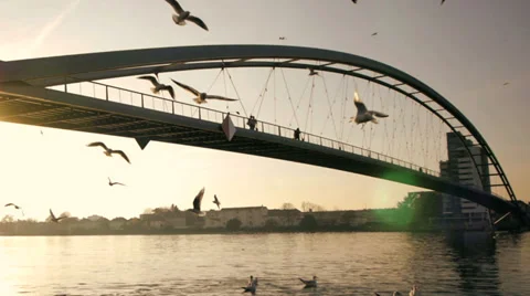 Birds flying. swarm. bridge landscape. lake pond. slow motion 動画素材 33791453