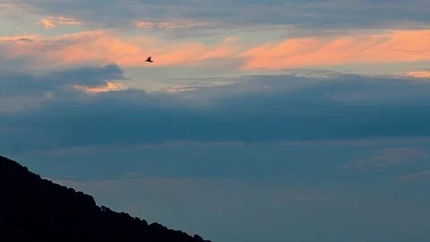 Birds flying through beautiful non-traditional layered twilight sky, 4K 库存影片 342432299