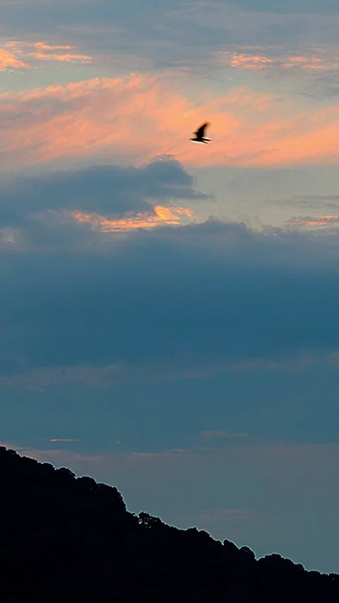 Birds flying through beautiful non-traditional layered twilight sky, Vertical 库存影片 342432716