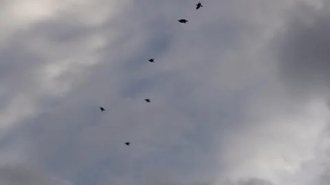 Birds flying through cloudy sky Stock Footage 320006077
